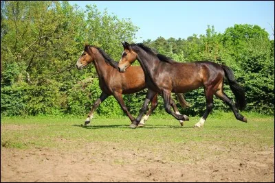 Le trot est une allure à :