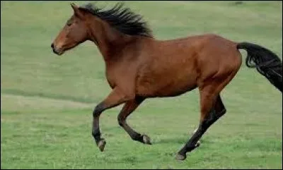 Le galop est une allure à :