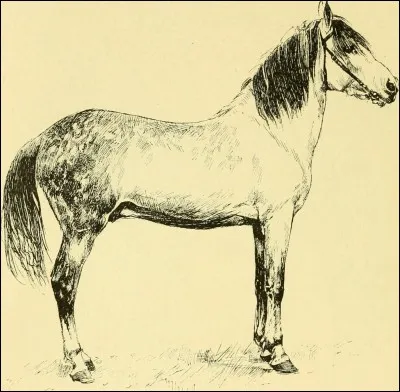 Quelles sont les 3 grandes parties du corps du cheval ?