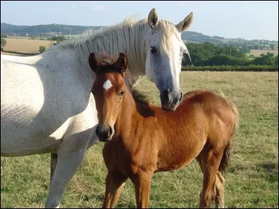 Le cheval est :