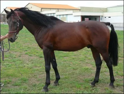 Quelle est la robe de ce cheval ?