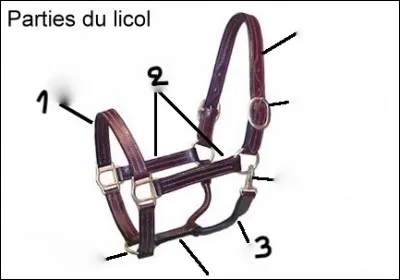 Comment nomme-t-on ces parties du licol ?