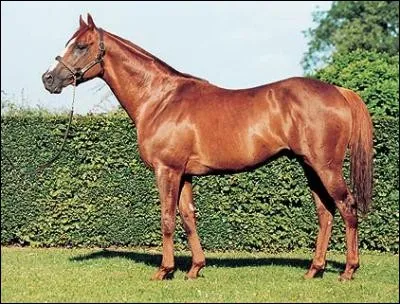 Quelle est la race de ce cheval ?
