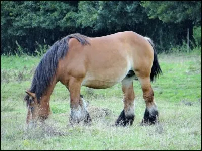 A quelle famille appartient ce cheval?