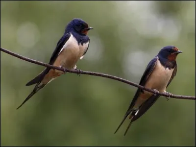 Combien y a-t-il d'oiseaux sur cette image ?
