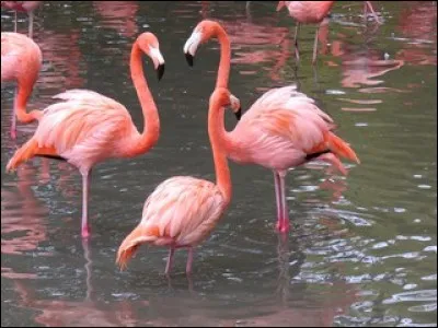 Combien y a-t-il de flamants roses sur cette image ?