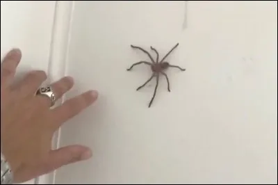 Dans votre maison, en faisant le ménage, vous remarquez une grosse araignée. Comment réagissez-vous ?