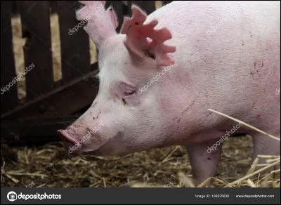 Que porte Choppeur sur sa tête ?