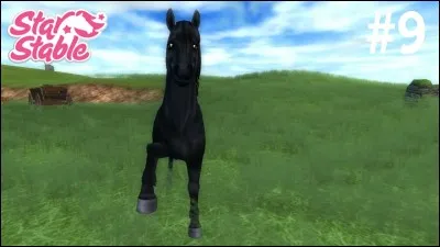 Où s'achète le poney gallois ?