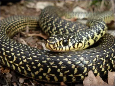 Quel est cet animal ?