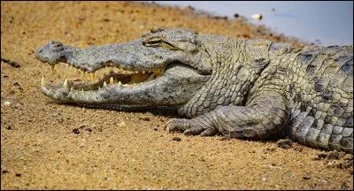 Quel est cet animal ?