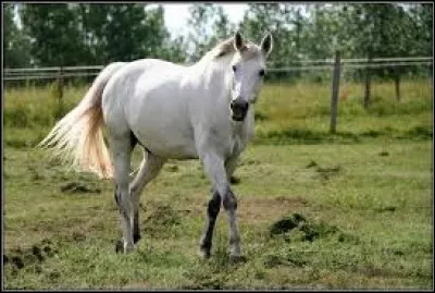 Quel est cet animal ?