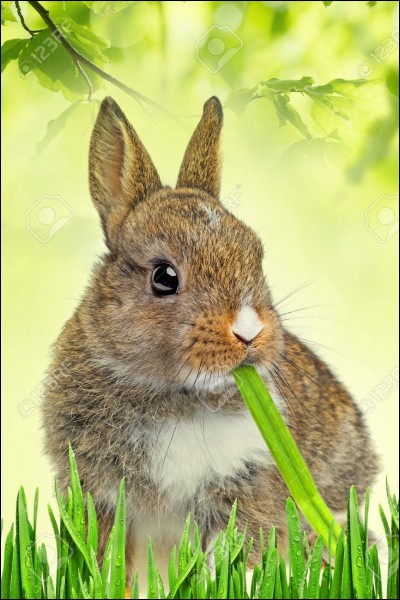 Quelle est l'alimentation principale d'un lapin sauvage ?
