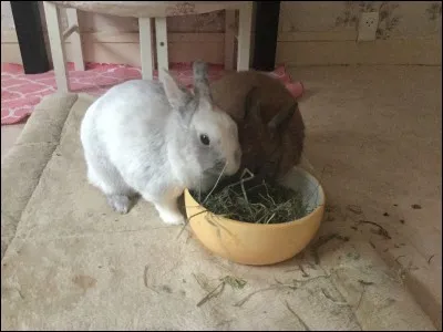 Quelle est la différence entre l'herbe et le foin ?