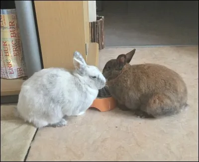 Que faut-il donner à son lapin qui ne mange que du foin ?