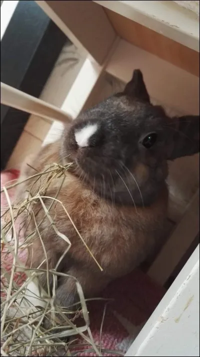 Le foin ou l'herbe est indispensable pour :