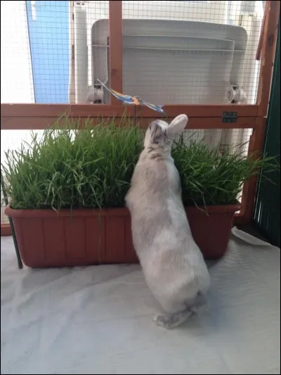 A quelle occasion est-il plus idéal de donner de l'herbe à son lapin ?