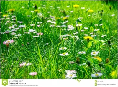 L'herbe est l'aliment idéal pour les lapins :