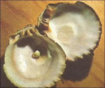 Combien pèse la plus grosse perle connue ?