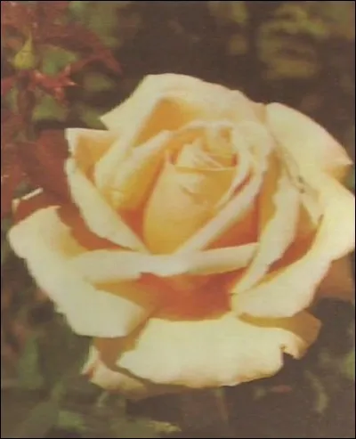Cette rose jaune est une...