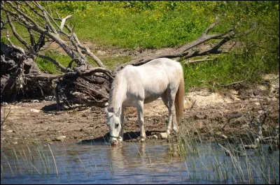 En moyenne, combien de litres d'eau boit-il par jour ?