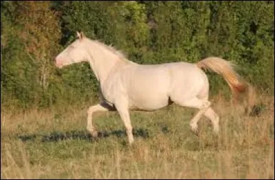 Quelle est la robe de ce cheval ?