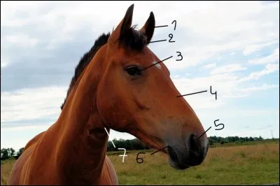 Comment nomme-t-on les parties 4, 5, 6 et 7 de la tête ?