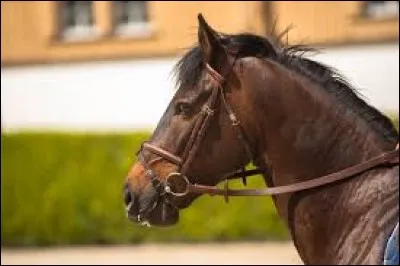 Comment se nomme cette muserolle ?