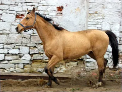 Quelle est la robe de ce cheval ?