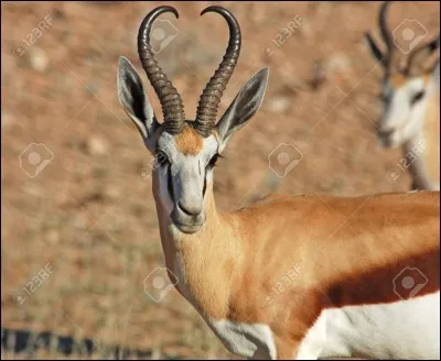Quelle petite gazelle d'Afrique du Sud peut atteindre 15 mètres de longueur lorsqu'elle fuit un prédateur ?
