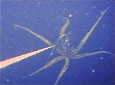 Quelle est la taille maximale que peut atteindre le calmar géant?