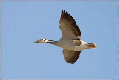 Quel est l'oiseau qui vole le plus haut au monde (+de10 km d'altitude) ?