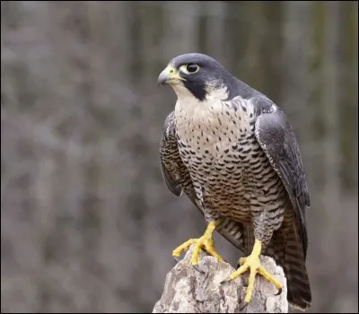 Quel oiseau est le plus rapide au monde (400 km/h en piqué) ?