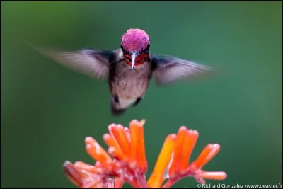 Quel est le plus petit oiseau du monde (35g) ?