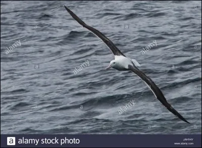Quel oiseau a la plus grande envergure (3m50) ?