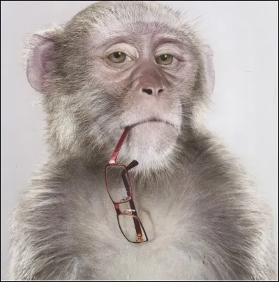 Quel mammifère terrestre est le plus intelligent ?