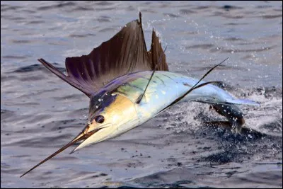 Quel animal marin est le plus rapide au mode (110km/h) ?