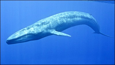 Quel est le plus gros animal marin avec 34 000 kg ?