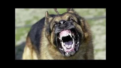 Quel est l'animal le plus venimeux au monde ?