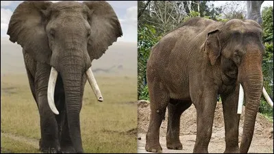 Quel est le poids du mammifère terrestre le plus lourd, l'éléphant d'Afrique ?