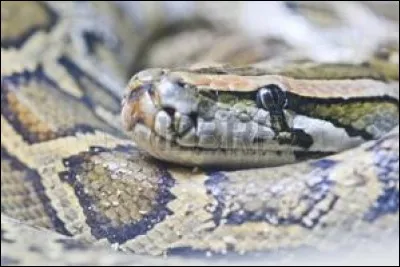 Quel est le plus grand serpent au monde ? Il peut mesurer jusqu'à 10m.
