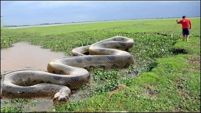 Quel est le plus gros serpent au monde avec un poids pouvant atteindre 230 kg ?