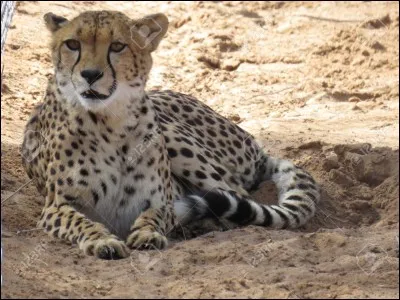 Quelle vitesse peut atteindre le guépard ?