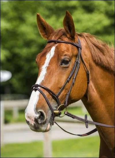 Comment s'appelle cette muserolle ?