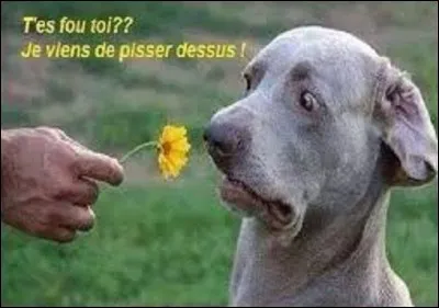 Citation - 
Quel humoriste a prononcé cette phrase ?
''La raison du plus fou est toujours la meilleure''.