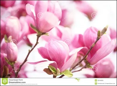 "Magnolia" est un film réalisé par Paul Thomas Anderson.