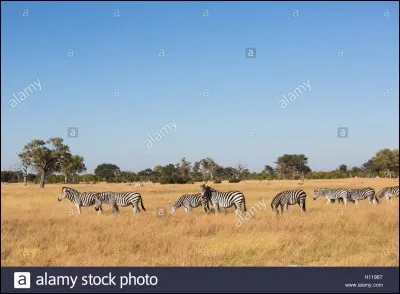 Comment s'appelle le biome caractérisé par un climat tempéré, de faibles précipitations et recouvert d'herbe ?