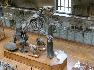 Comment s'appelle l'étude des vestiges, fossiles, êtres vivants ou du passé lointain ?