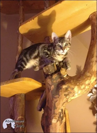 En moyenne combien de muscles possède le chat :