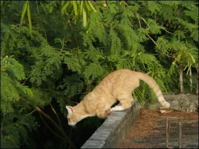 Le chat retombe toujours sur ses pattes.